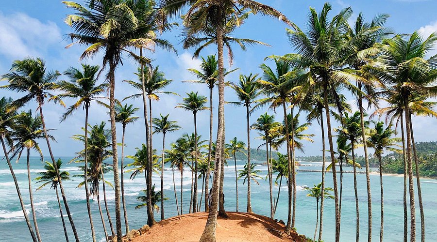 Coconut hill galle